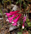 087-penstemon_newberryi1603