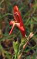 088-penstemon_rostriflorus6182-650