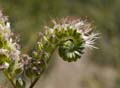 091-phacelia_cicutaria828-700