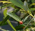 092-salix_lemmonii260160-650