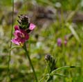 093-sidalcea_ranunculacea270100-650