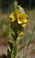 097-verbascum_thapsus260763-650