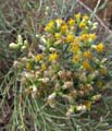 099-lepidospartum5730-650