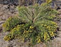 100-lepidospartum-mtn992947-700