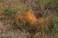 103-lepidospartum-mtn992947-700