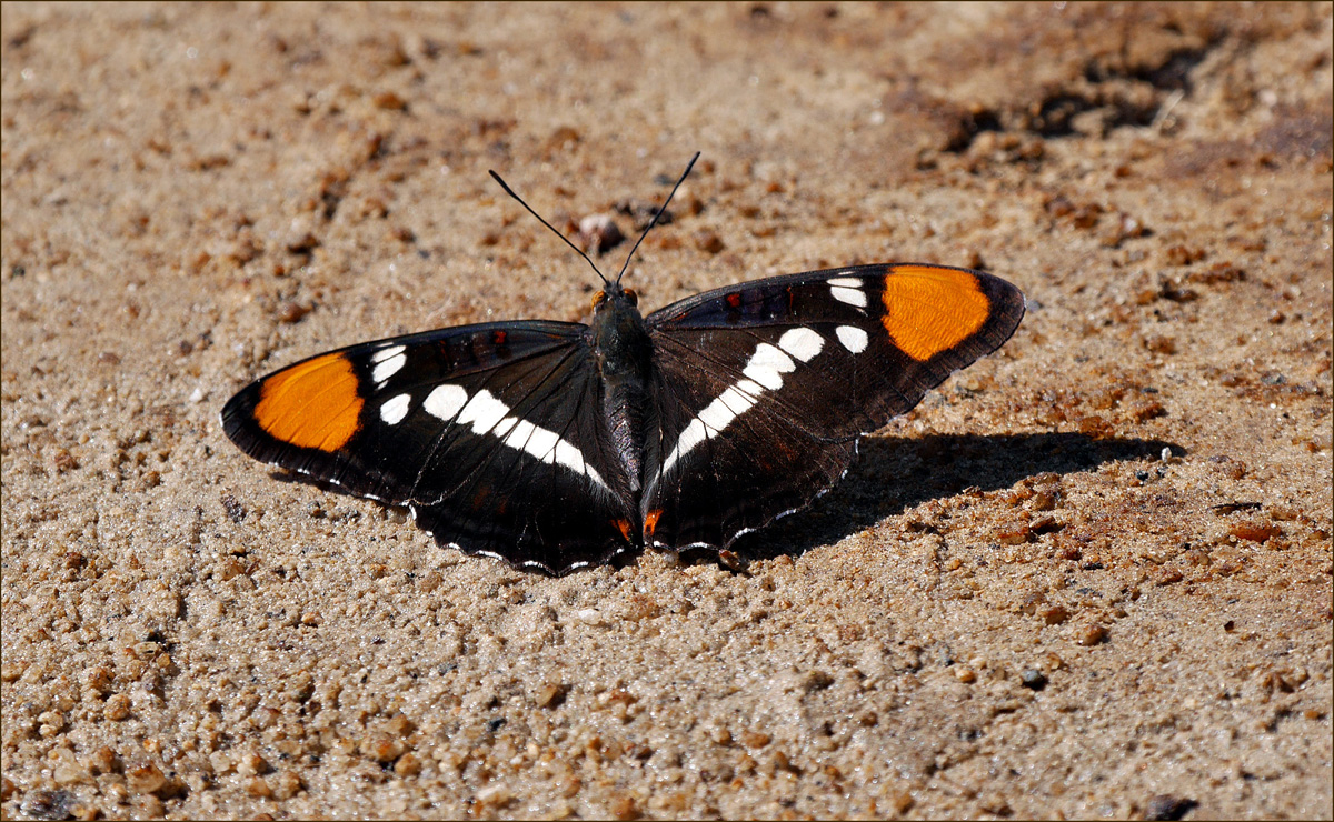 04adelpha_californica1110502w2000