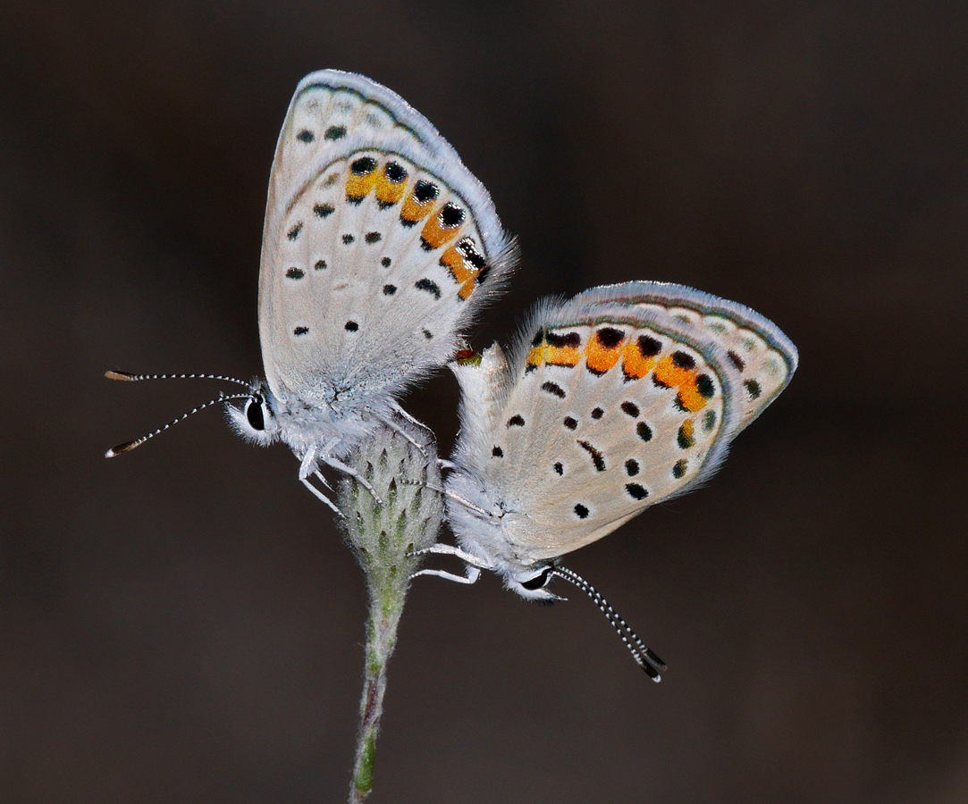 06euphilotes_enoptes_enoptes1010830w1600