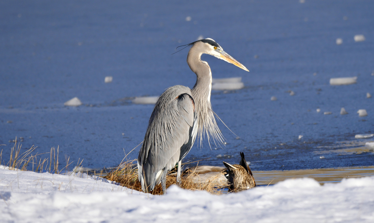 15ardea_herodias1030157-old