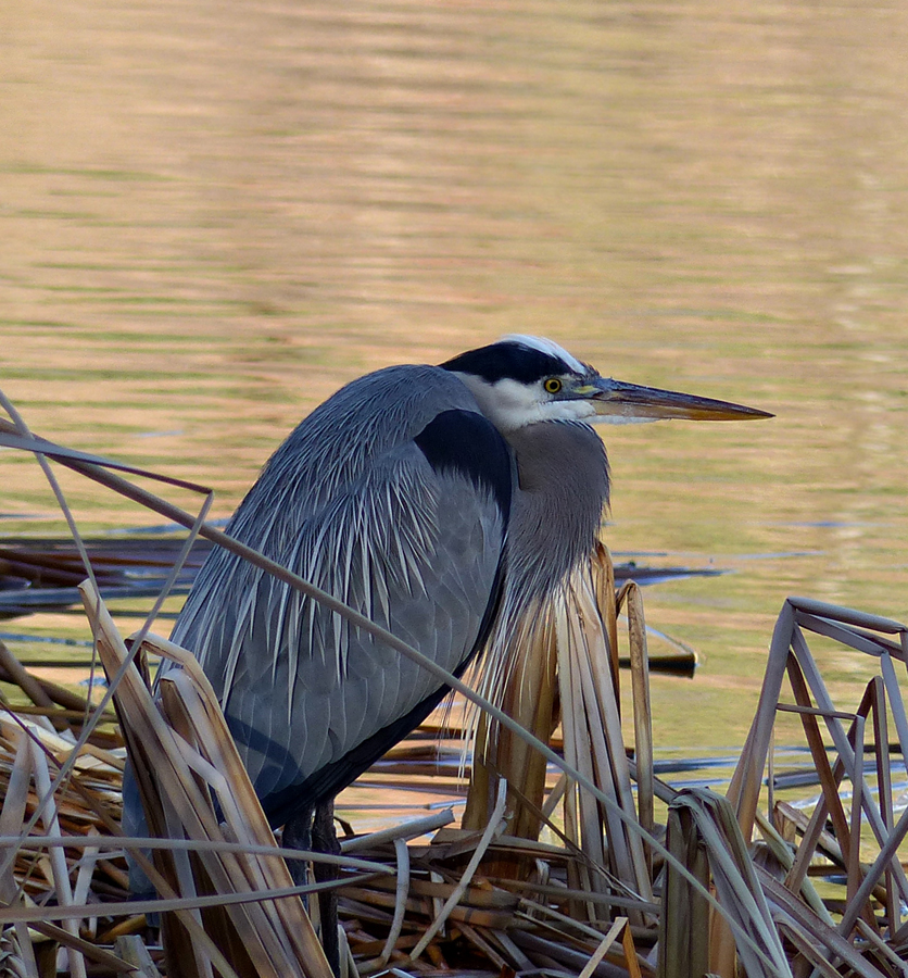 15ardea_herodias1030157-old