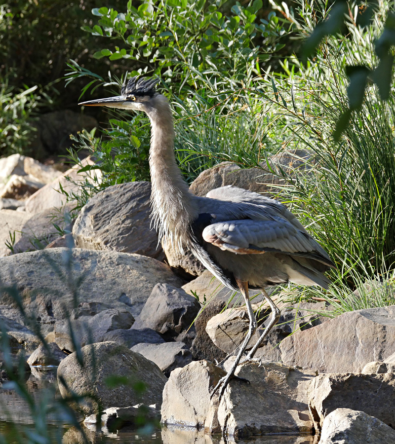 15ardea_herodias1030157-old