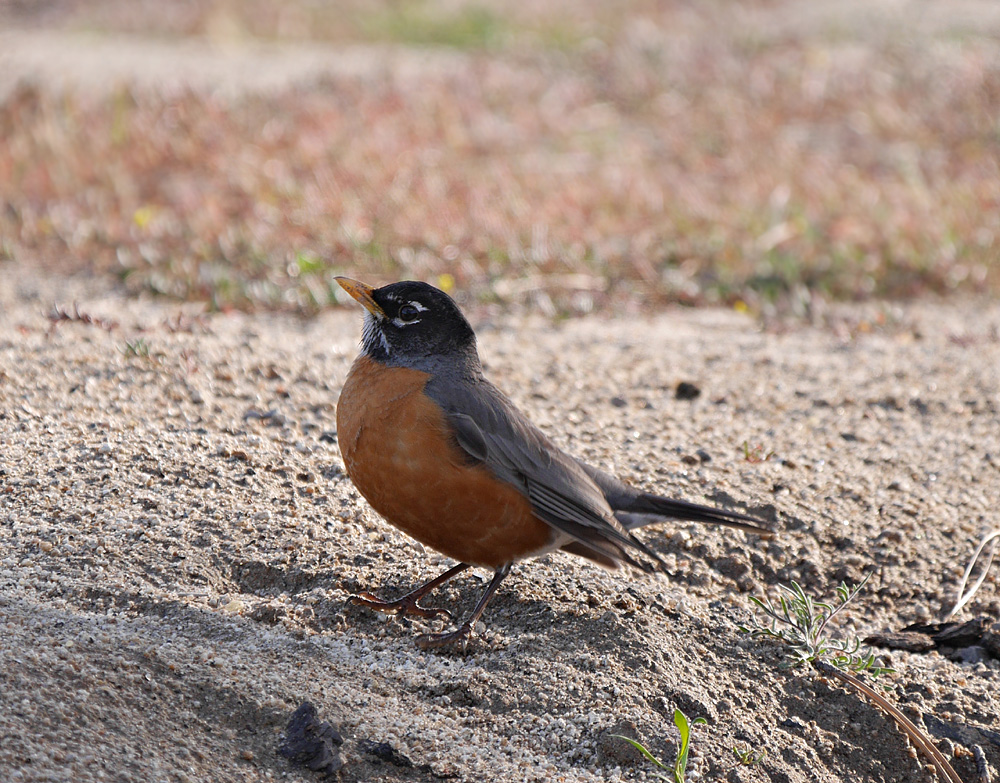17turdus_migratorius1070822aw