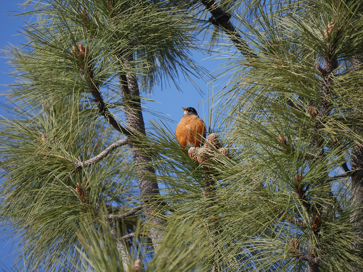 17turdus_migratorius1070822aw