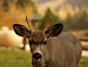 01odocoileus_hemionus04518w
