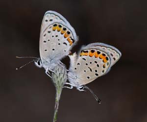 06euphilotes_enoptes_enoptes1010830w1600
