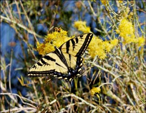 08papilio_rutulus_rutulus1010518aw