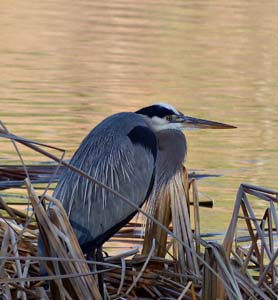 15ardea_herodias1030157-old