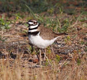 18charadrius_vociferus1080467w