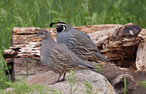 20calliplepa_californic1070664w