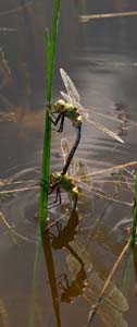23dragonfly07418w