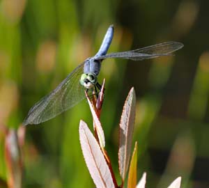 24dragonfly1040413w