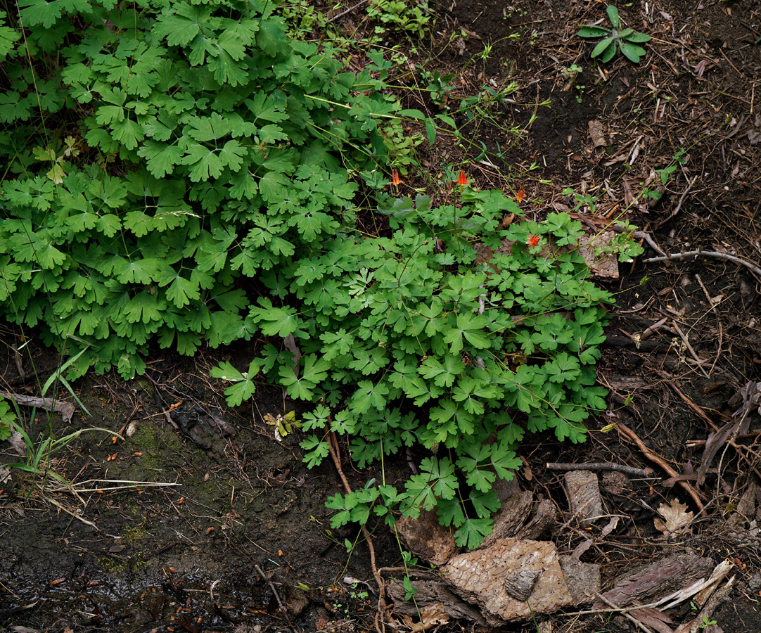 01aquilegia_formosa06205w