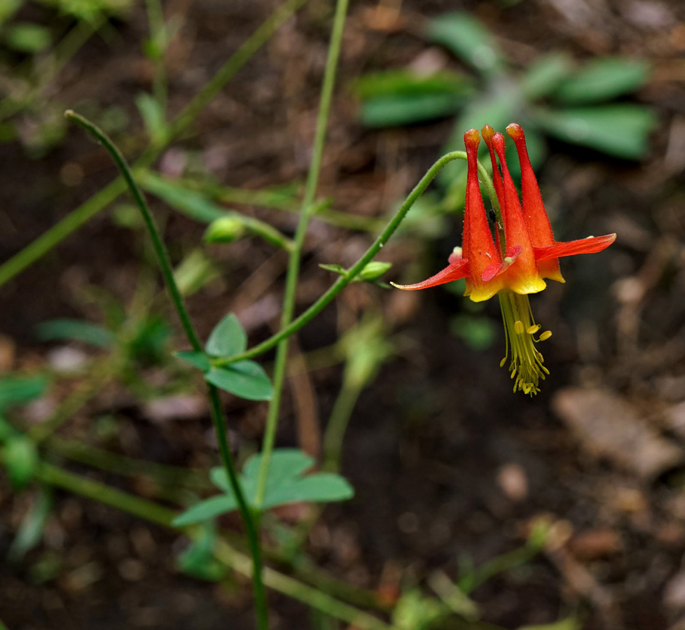 01aquilegia_formosa06205w