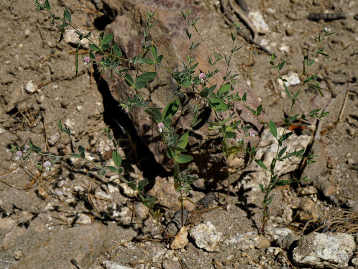 02acmispon_americana06948aw