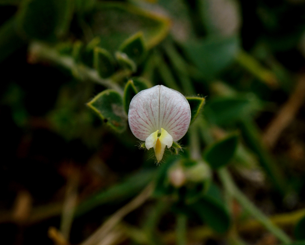02acmispon_americana06948aw