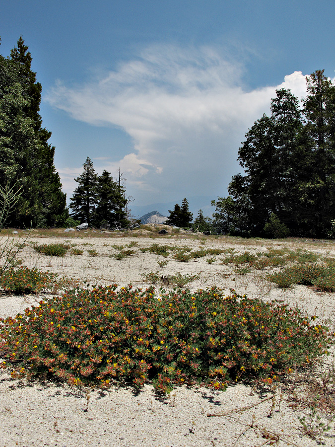 03acmispon_hermannii06214aw