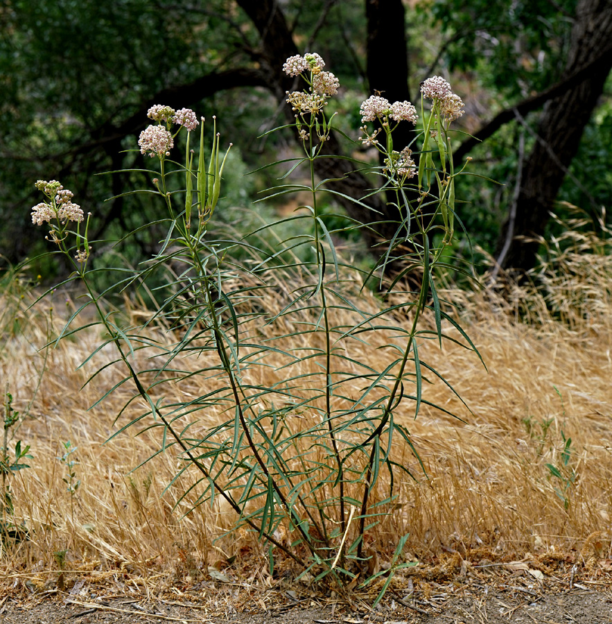 04asclepias_fascicularis06844aw