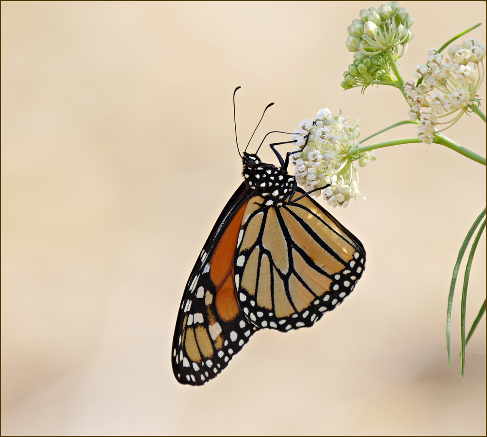 04asclepias_fascicularis06844aw