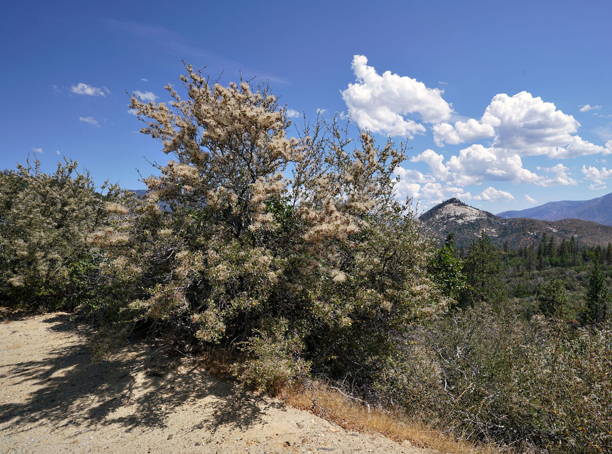 06cercocarpus_betuloides06380aw