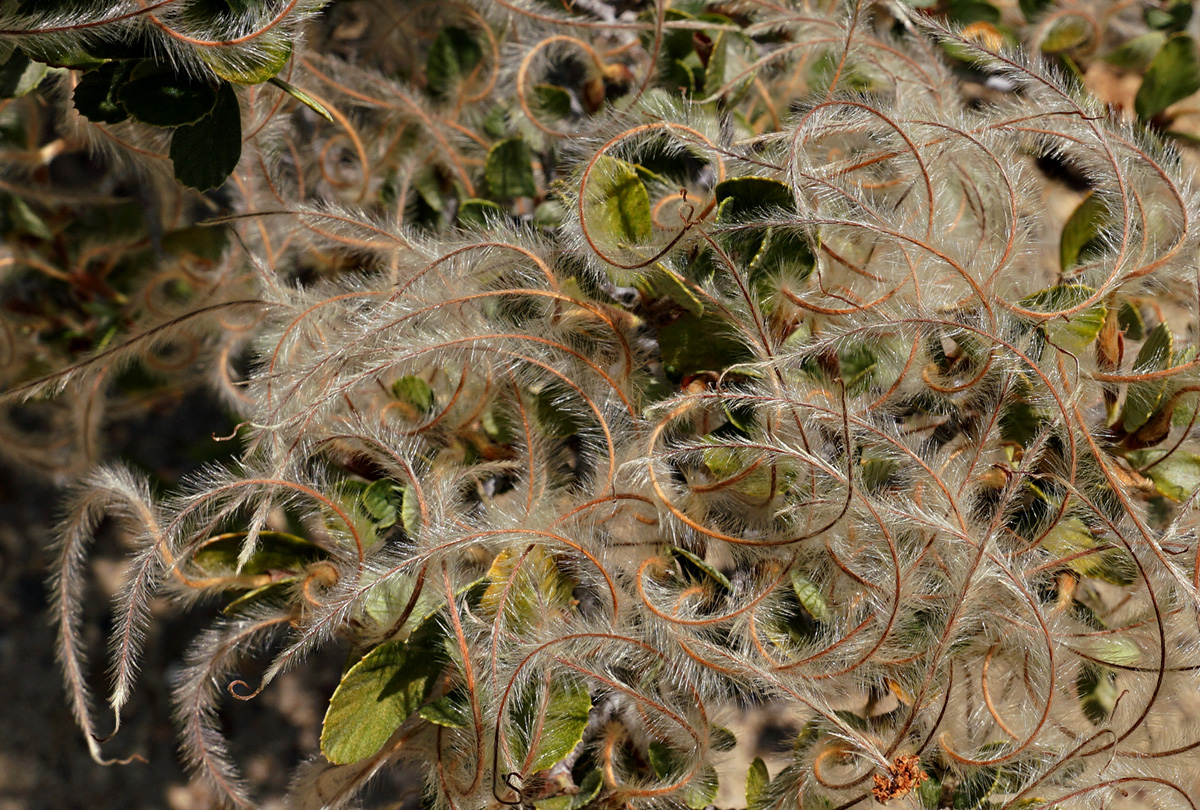 06cercocarpus_betuloides06380aw