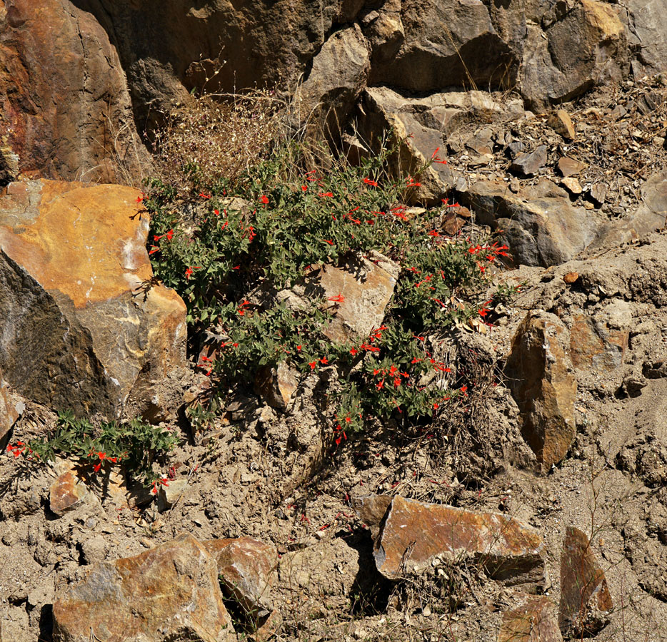 07epilobium_canum06609aw