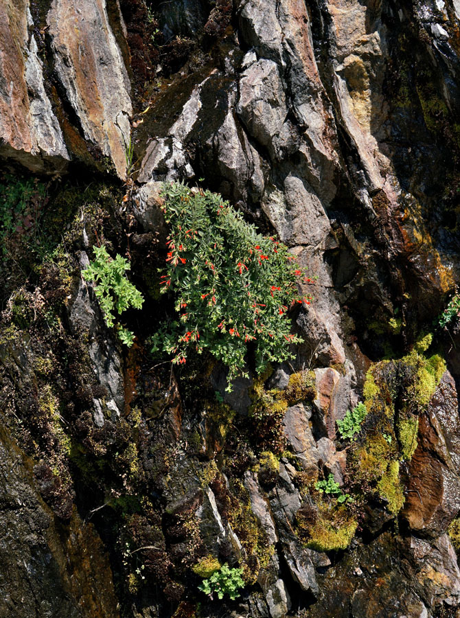 07epilobium_canum06609aw