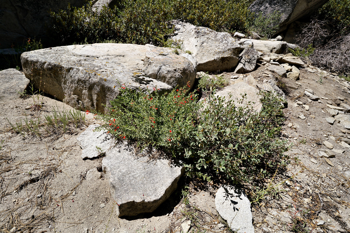07epilobium_canum06609aw