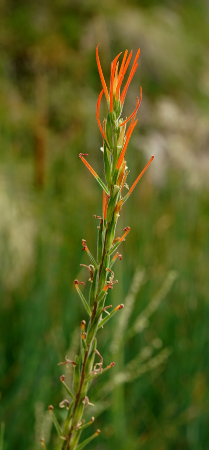09castilleja_minor06828aw