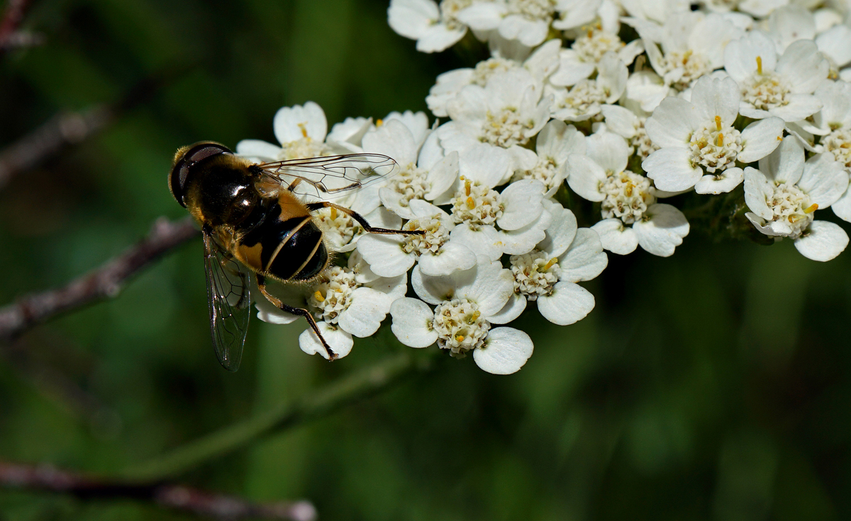 11achillea_millefolium06222w