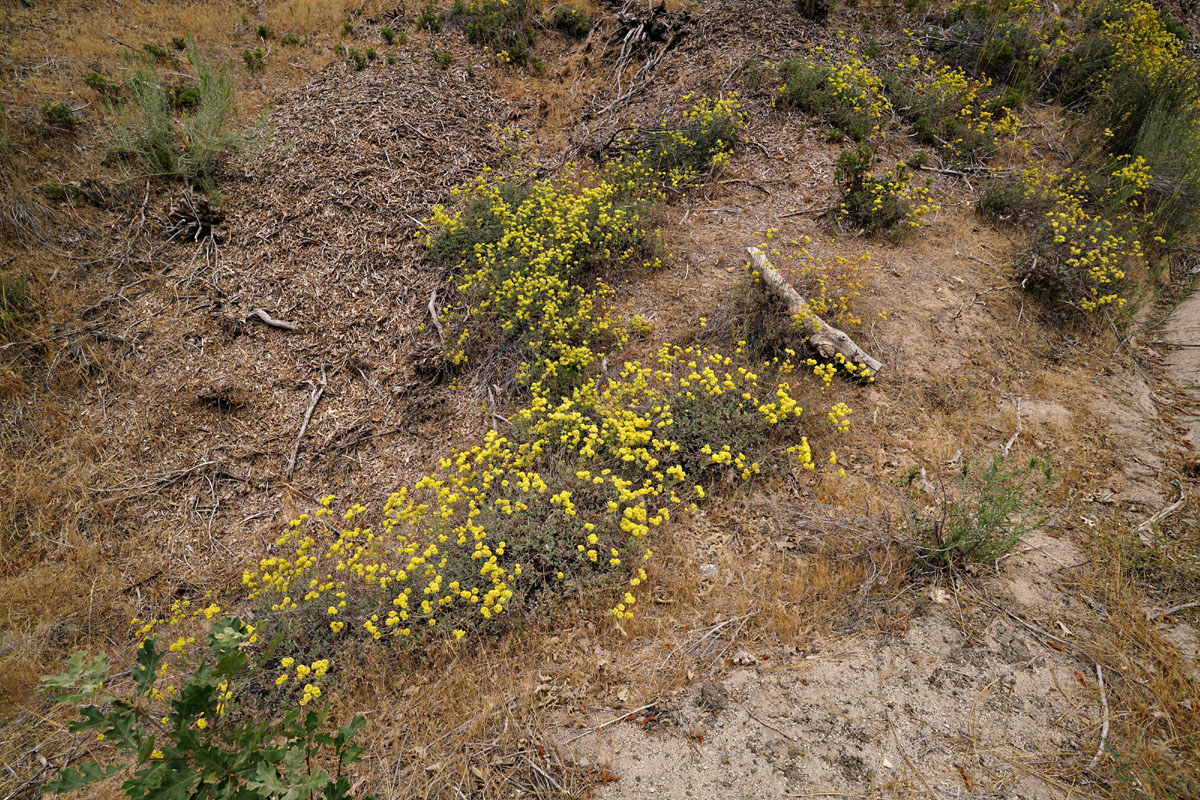 14eriogonum_umbellatum06269w