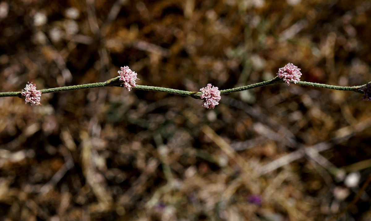 15eriogonum_nudum06950aw
