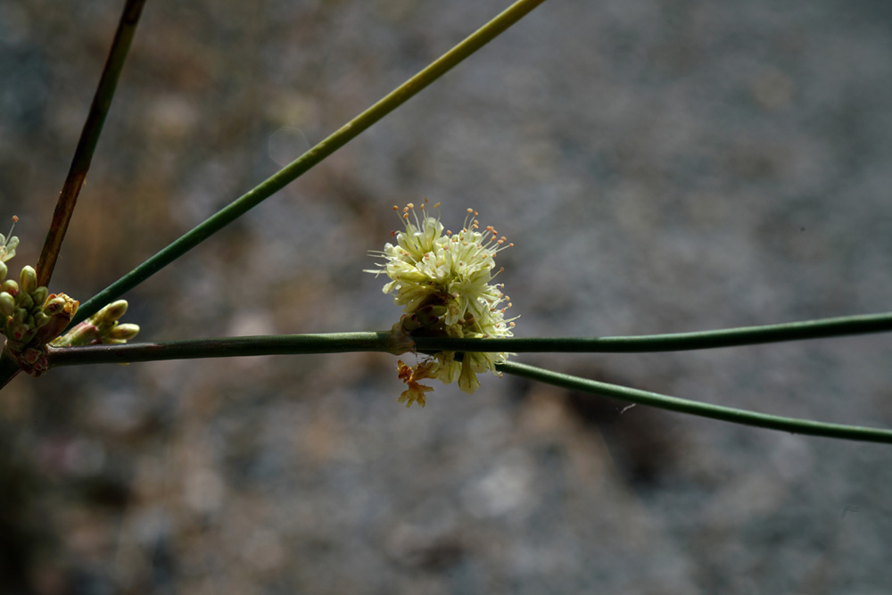 16eriogonum_nudum_var_westonii06926aw