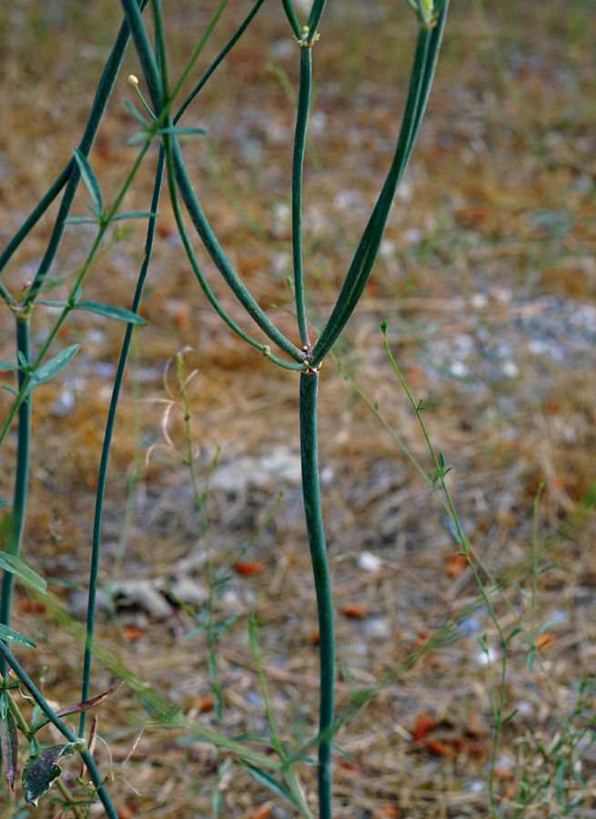 16eriogonum_nudum_var_westonii06926aw