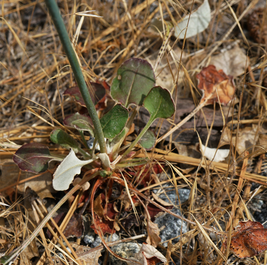 16eriogonum_nudum_var_westonii06926aw