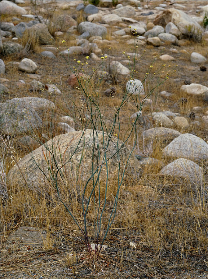 16eriogonum_nudum_var_westonii06926aw