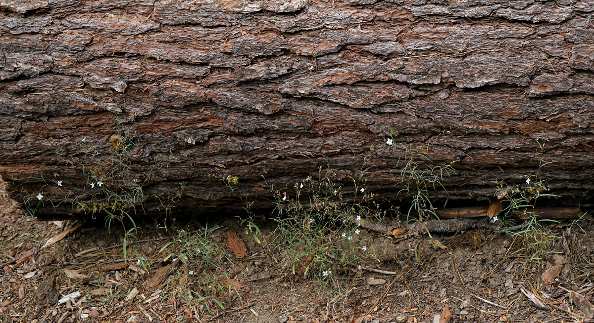 17gayophytum_eriospermum06293w