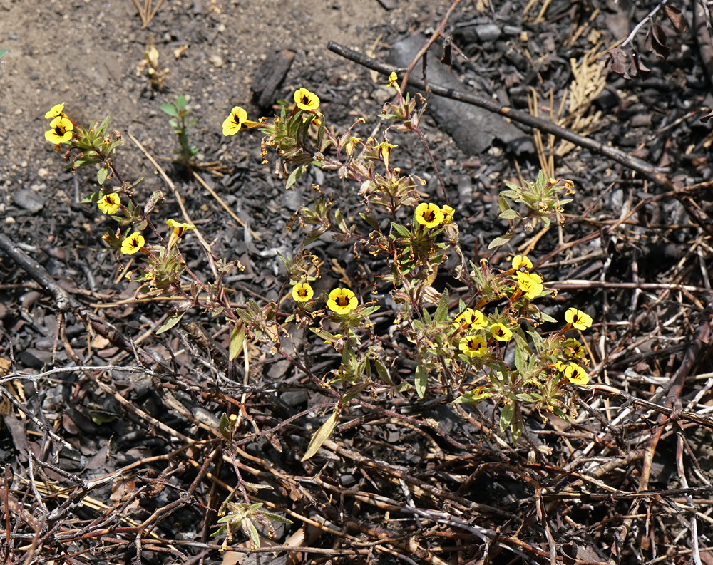 20mimulus_nanus_var_mephiticus06211w