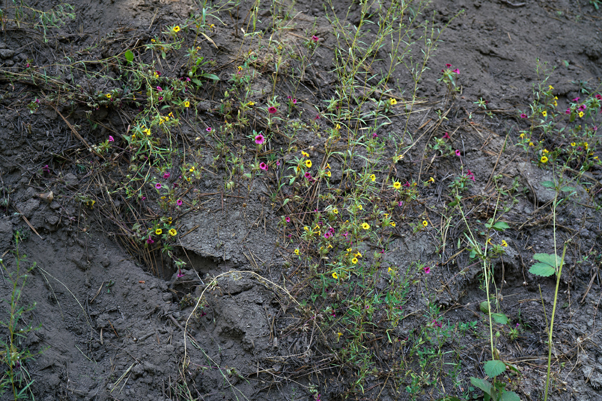 20mimulus_nanus_var_mephiticus06211w