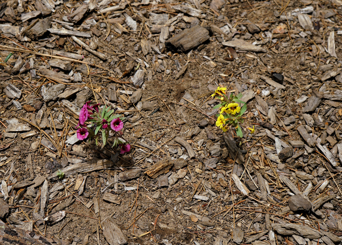 20mimulus_nanus_var_mephiticus06211w