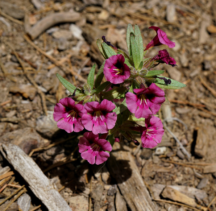 20mimulus_nanus_var_mephiticus06211w
