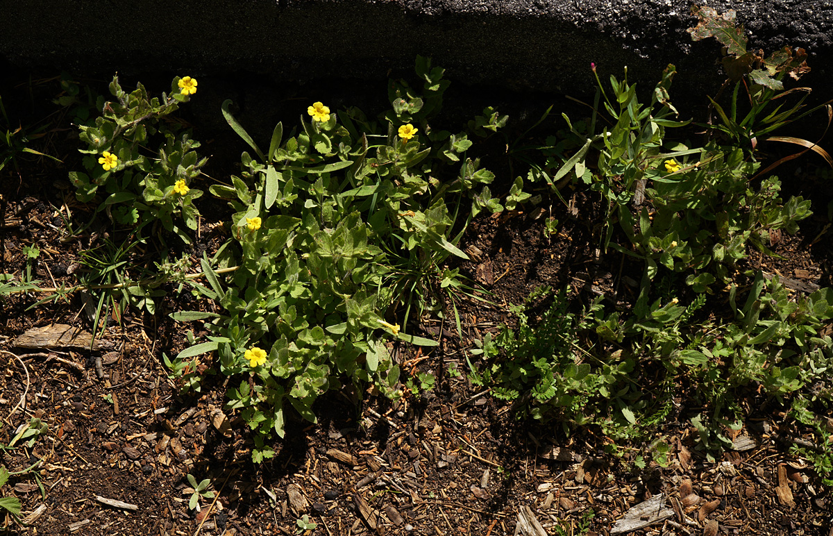 21mimulus_moschatus06197aw